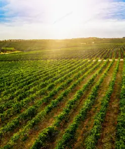 چشم انداز زیبای تاکستان