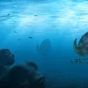 دانلود پروژه آماده افترافکت لوگو موشن کف اقیانوس Underwater Logo Reveal